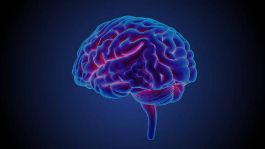 医学 大脑 脑科学 三维 脑ct1 模型