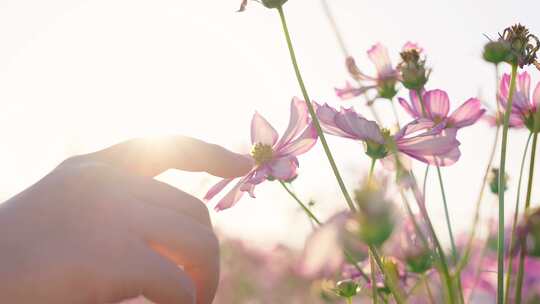 女人的指尖轻轻触碰盛开的花朵