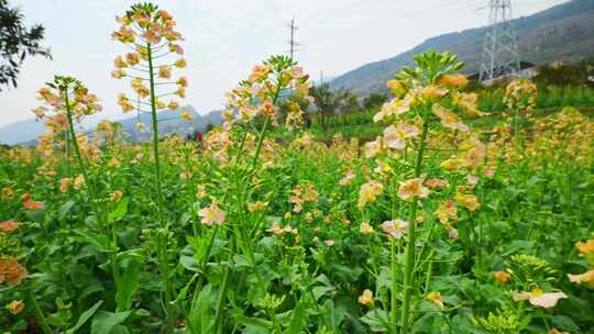 油菜花春天油菜花海油菜花田菜花花海