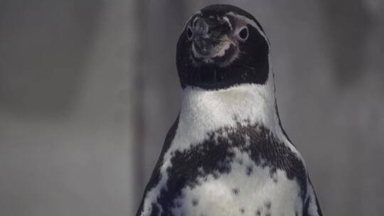 水族馆里的帝王企鹅南极