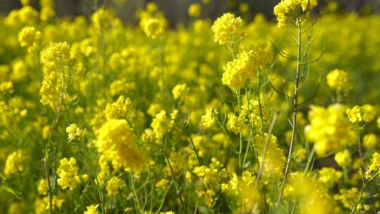 实拍春天植物生长视频