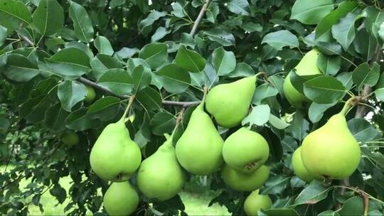 树枝上成熟的梨子被摘走