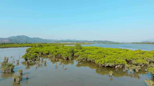 广东江门_镇海湾红树林湿地公园航拍007