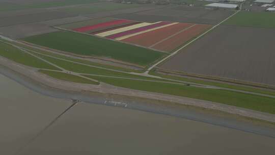 荷兰瓦登兹旁边开花的荷兰郁金香田鸟瞰图