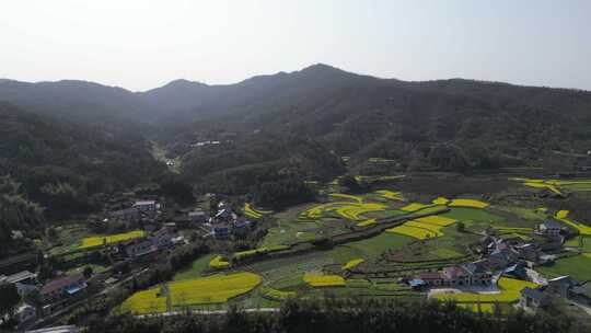 航拍乡村田野油菜花田