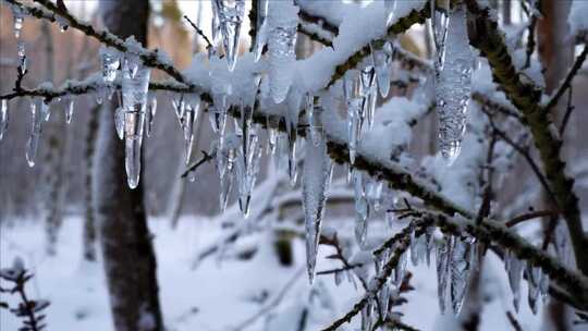 树枝上挂满冰柱的冬季雪景