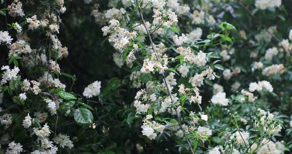 绵绵春雨木香花谷雨苏州平江路春天花海古建