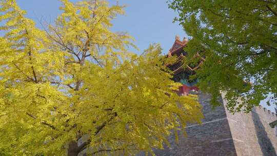 北京故宫角楼秋天银杏