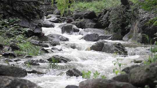 森林中 山泉小溪水