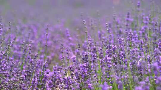 盛开的薰衣草特写 蜜蜂在花间采蜜