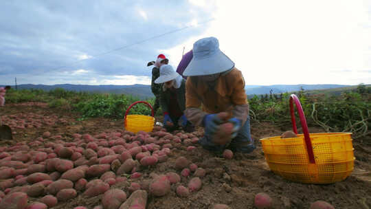 农收时节农民在地里收土豆马铃薯