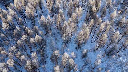 航拍林海雪原雾凇视频241113（29）