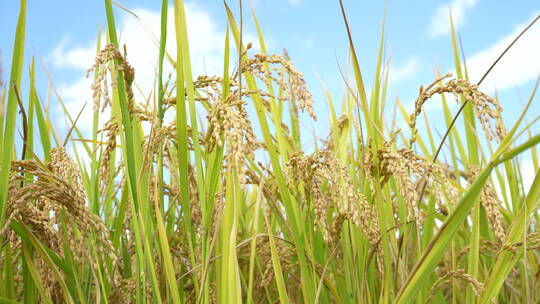 稻田稻谷稻穗麦穗