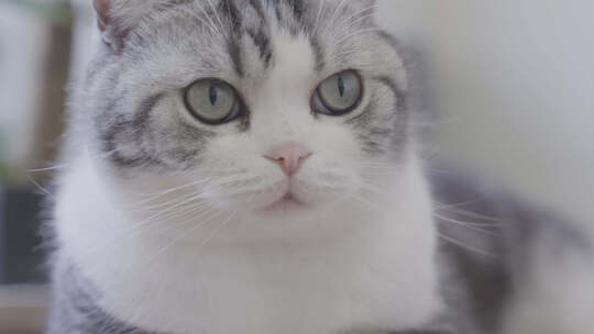 一只宠物猫镜头一组视频素材模板下载