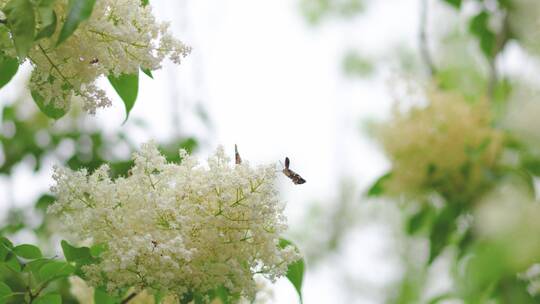 蜂鸟鹰蛾蝴蝶在梨花上采蜜休息
