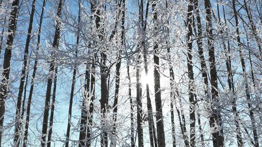 杨树林树枝树挂雪林冬天阳光雾凇升格拍摄