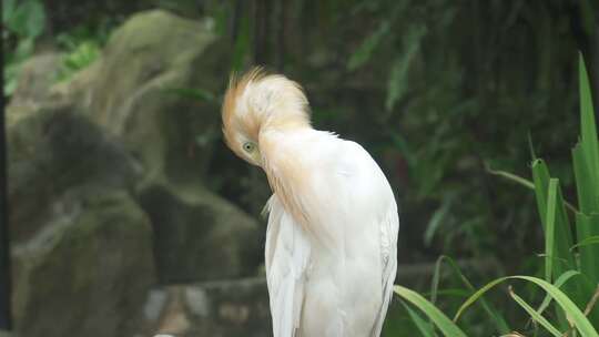 牛背鹭