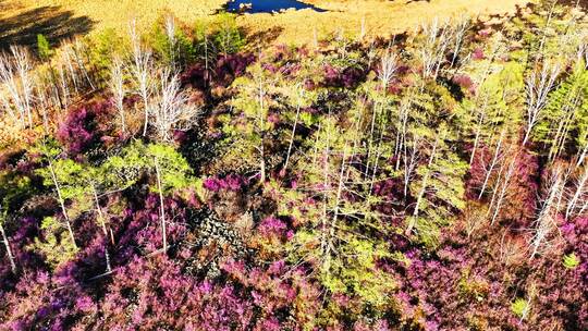 内蒙古达尔滨湖火山岩杜鹃花绽放