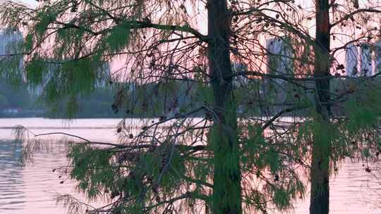 广州海珠湖公园落羽杉树林与夕阳落日