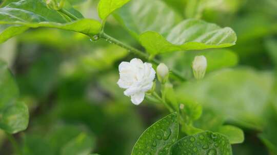 唯美茉莉花与福州茉莉花种植园