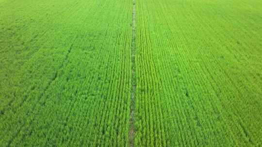 4K航拍智慧农田 水稻种植基地