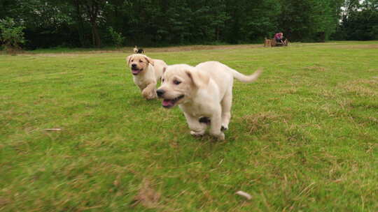 草地上欢乐奔跑的宠物狗拉布拉多幼犬慢镜头