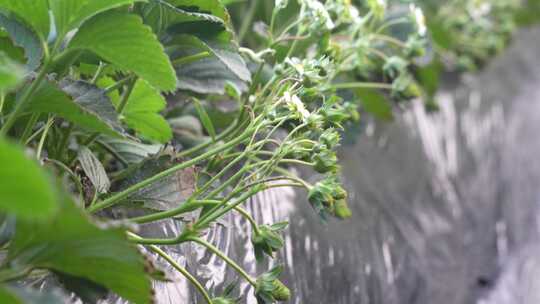 草莓园 农田 农业作物 水果 绿色植物 温室