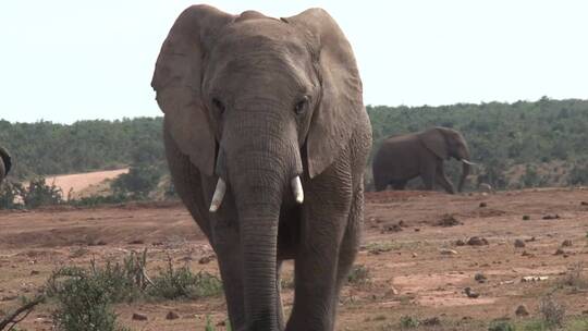在野外行走的非洲象
