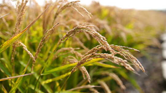 丰收的水稻，稻田