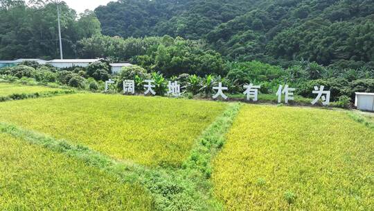 中国广东省广州市白云区太和镇白山村稻田