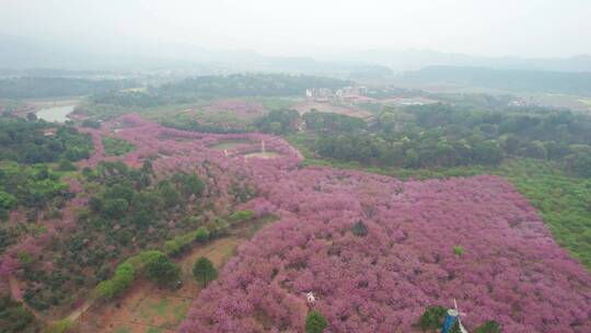 湖南省常宁市百万樱花园4k航拍风光