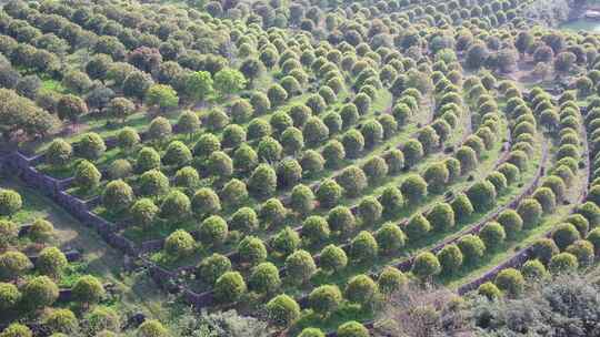 茶茶园茶山风光