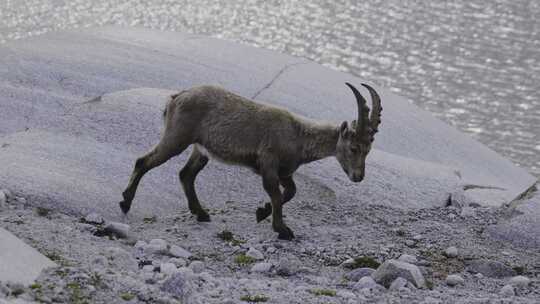 Steinbock，野山羊，山羊，岩石