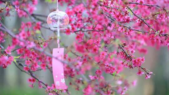 樱花树上悬挂风自然空镜