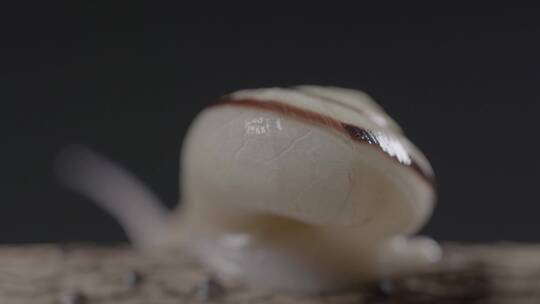 蜗牛背着壳慢慢爬行LOG
