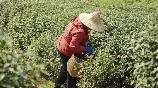 茶农采茶摘茶茶园茶树茶叶特写