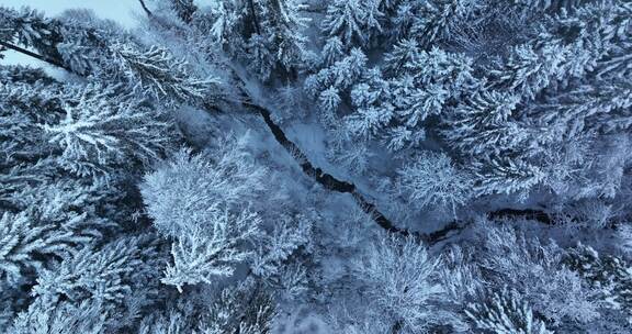 树，雪，顶拍，坠落