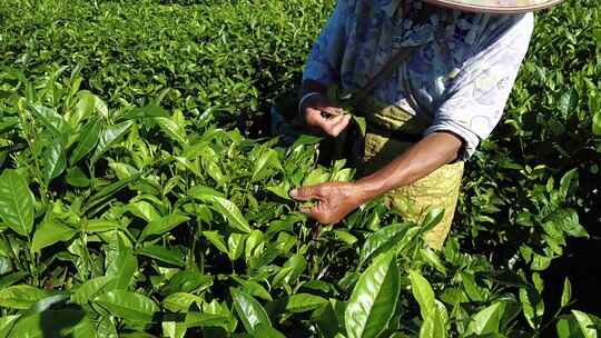 茶山茶园绿茶春茶茶叶采茶