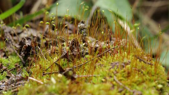 充满生机的绿色草地枯木逢春春天发芽