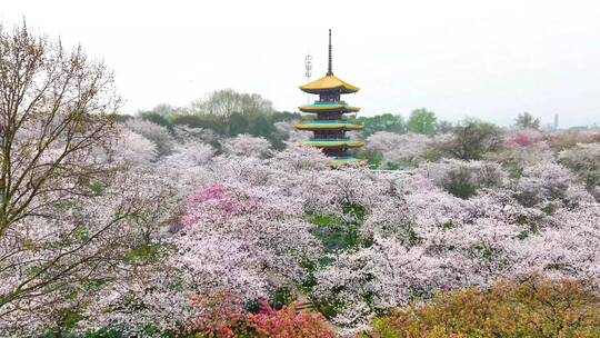 湖北武汉东湖樱花园春季风光