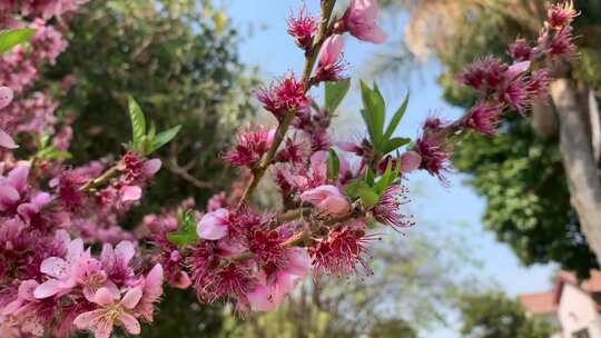 蜜蜂在花朵从中采蜜