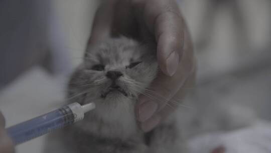 幼猫 喂药
