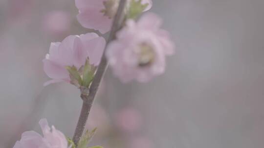 桃花中采蜜的蜜蜂升格慢镜头LOG