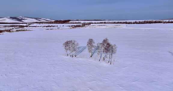 航拍雪中的白桦树