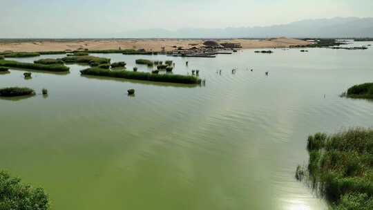 航拍宁夏石嘴山沙湖旅游景区沙漠湿地风光