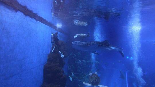 海洋馆里的潜水工作人员正在喂食鲸鲨