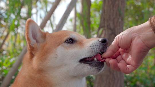 日本柴犬宠物狗在公园喂食慢动作