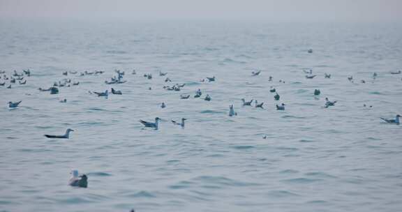 大海海面飞翔的海鸥
