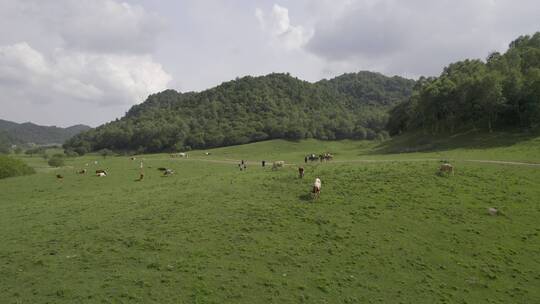 宝鸡关山牧场航拍