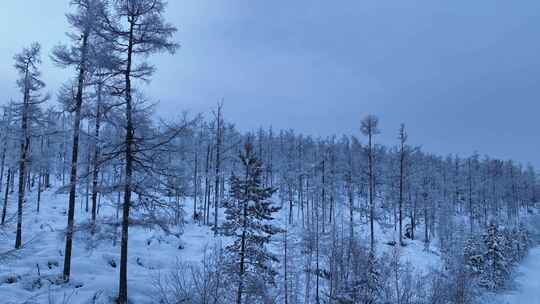 大兴安岭林海雪原雪林